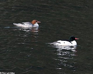 Common Merganser gallery image