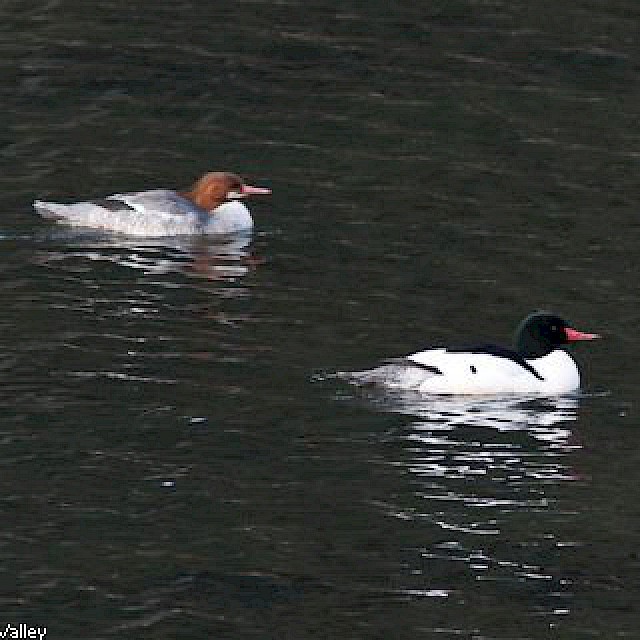 Common Merganser gallery image