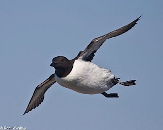 Common Murre gallery image