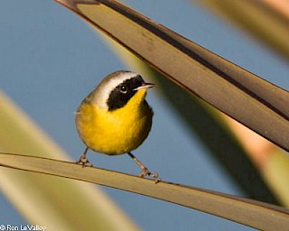 Common Yellowthroat gallery image