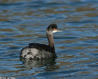 Eared Grebe gallery image