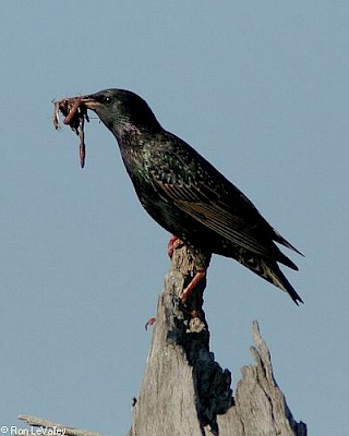 Eurasian Starling gallery image