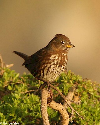 Fox Sparrow gallery image