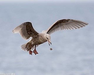 Glaucous-winged Gull (juvenile) gallery image