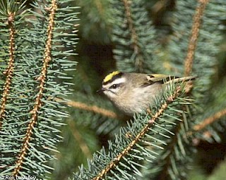 Golden-crowned Kinglet gallery image