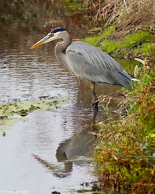 Great Blue Heron gallery image