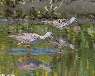 Greater and Lesser Yellowlegs gallery image