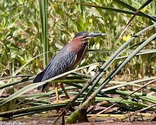 Green Heron gallery image