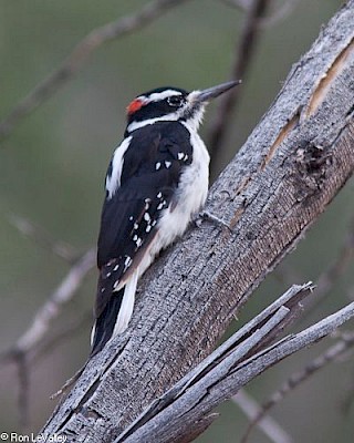 Hairy Woodpecker gallery image