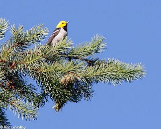 Hermit Warbler gallery image