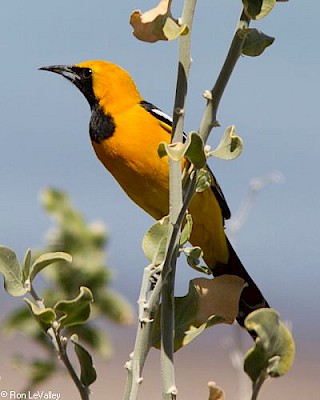 Hooded Oriole gallery image