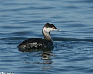 Horned Grebe gallery image