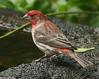 House Finch (male) gallery image