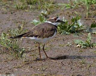 Killdeer gallery image