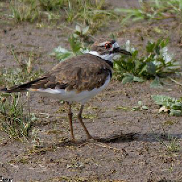 Killdeer gallery image