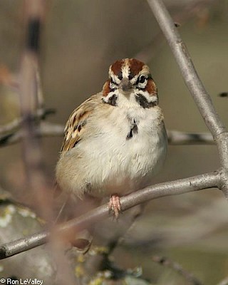 Lark Sparrow gallery image