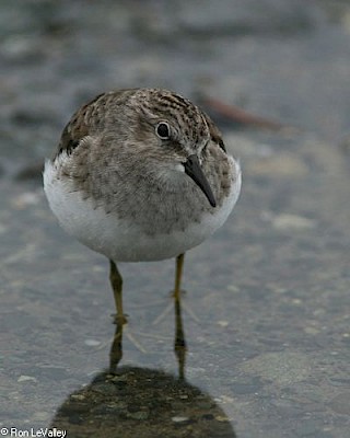 Least Sandpiper gallery image