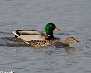 Mallard (male and female) gallery image