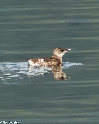 Marbled Murrelet gallery image