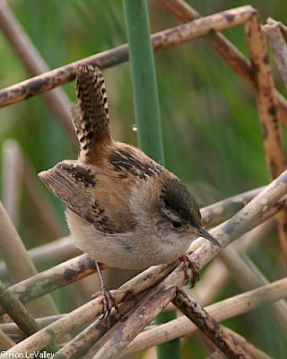 Marsh Wren gallery image