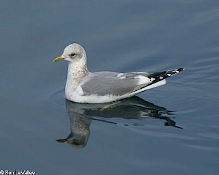 Mew Gull gallery image