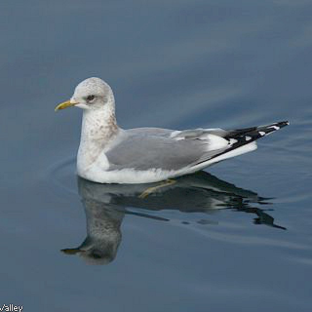 Mew Gull gallery image