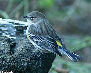 Myrtle Warbler gallery image