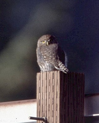 Northern Pygmy Owl gallery image