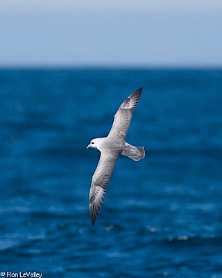 Northern Fulmar gallery image