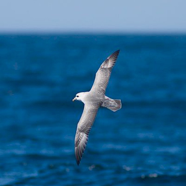 Northern Fulmar gallery image