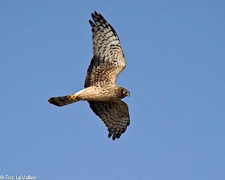 Northern Harrier gallery image