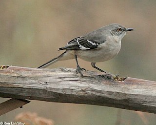 Northern Mocking Bird gallery image