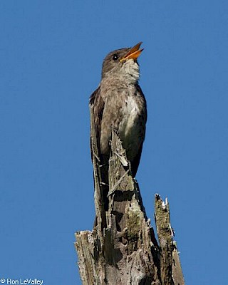 Olive-sided Flycatcher gallery image