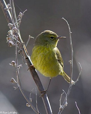 Orange-crowned Warbler gallery image