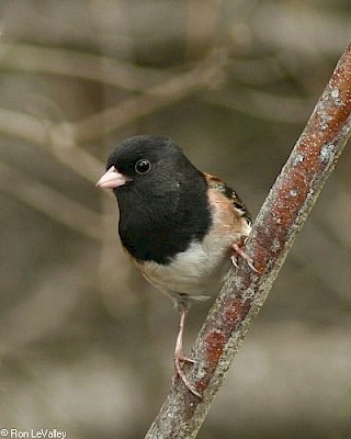 Oregon Junco (male) gallery image