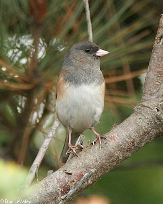 Oregon Junco (female) gallery image