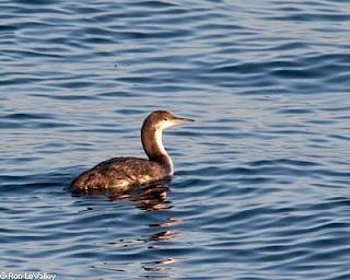 Pacific Loon (winter plummage) gallery image