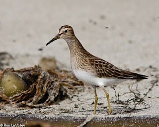 Pectoral Sandpiper gallery image