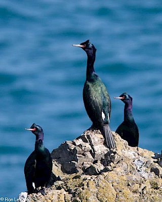 Pelagic Cormorant gallery image