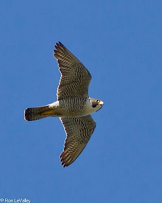 Peregrine Falcon gallery image