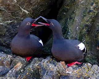 Pigeon Guillemot gallery image