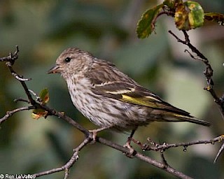 Pine Siskin gallery image