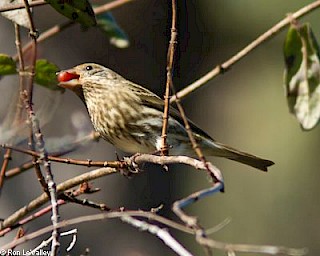 Purple Finch (female) gallery image