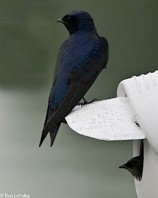 Purple Martin gallery image