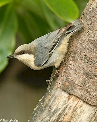 Pygmy Nuthatch gallery image