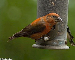 Red Crossbill (male) gallery image
