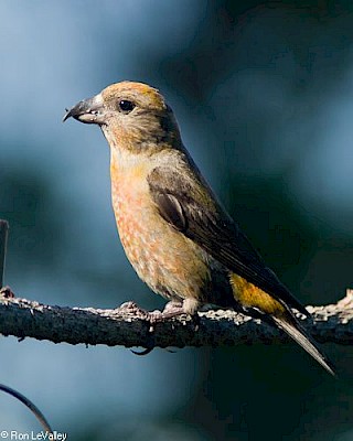 Red Crossbill (female) gallery image