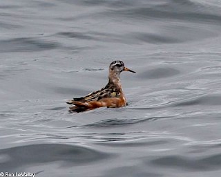 Red Phalarope gallery image