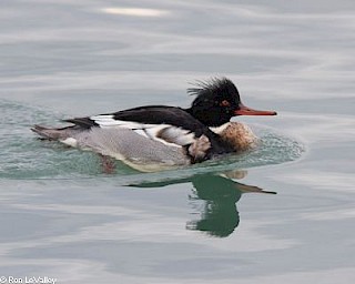 Red-breasted Merganser (male) gallery image