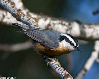 Red-breasted Nuthatch gallery image